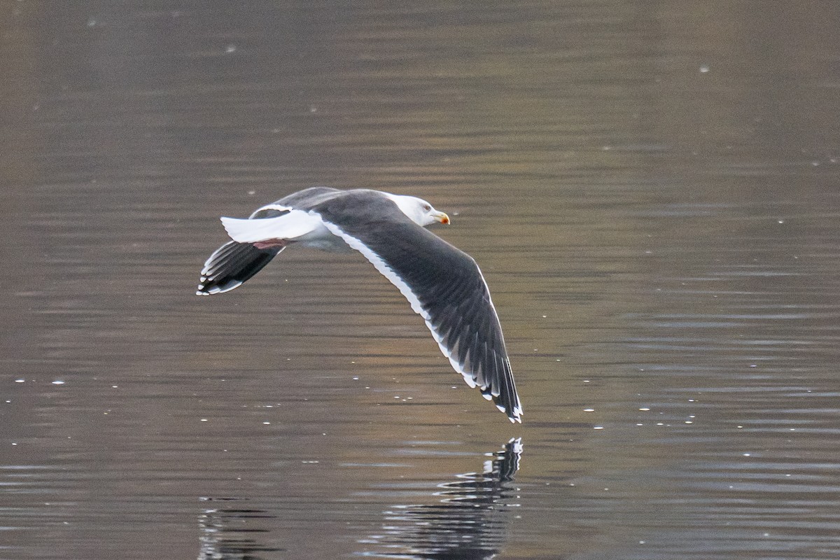 racek mořský - ML645164471