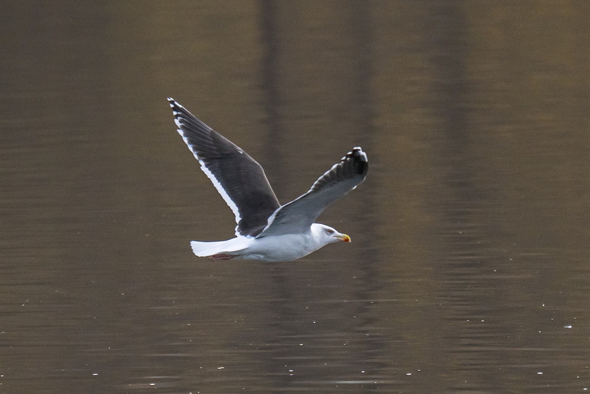 racek mořský - ML645164472