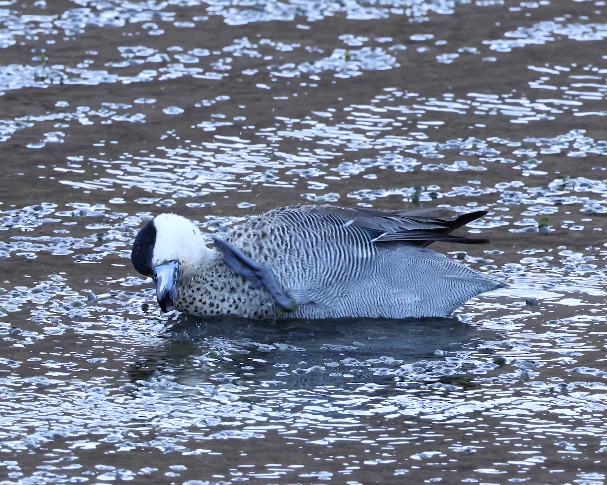 Puna Teal - ML645164473