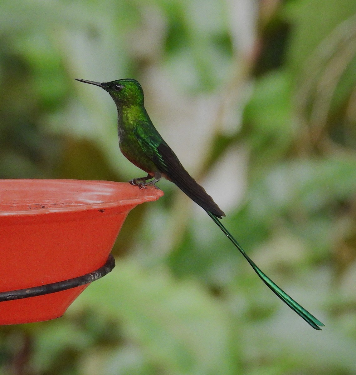 Long-tailed Sylph - ML645164501