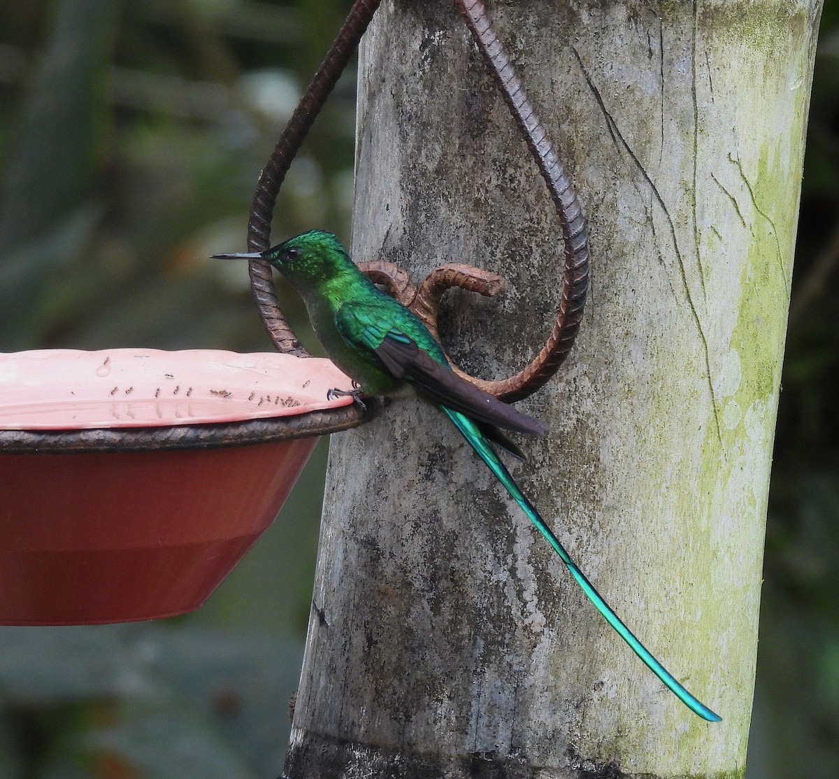 Long-tailed Sylph - ML645164505