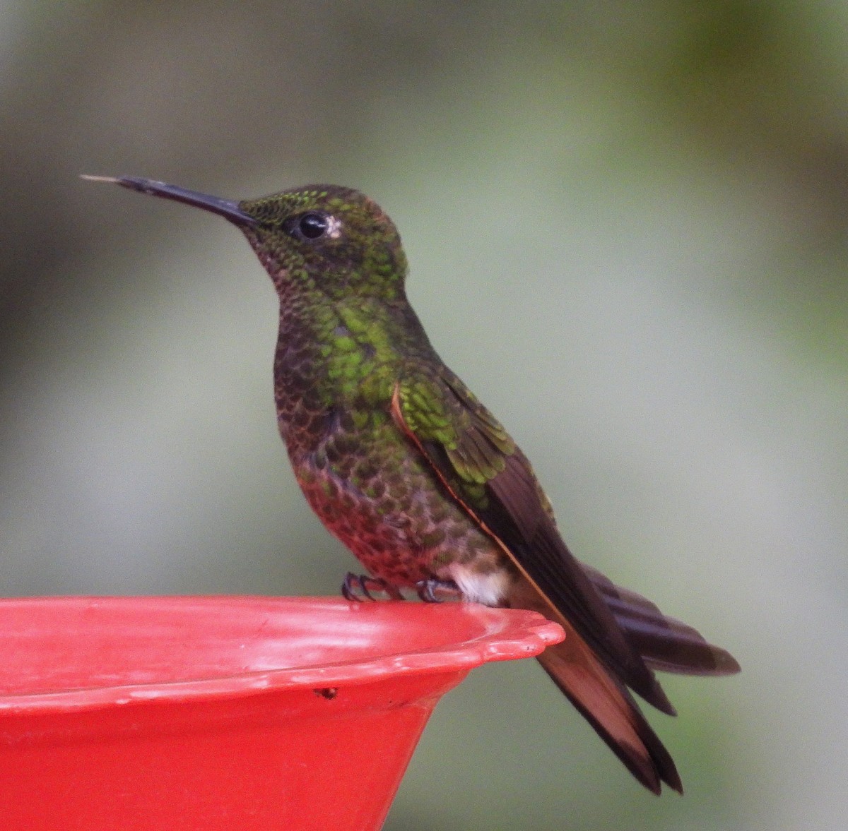 Buff-tailed Coronet - ML645164510