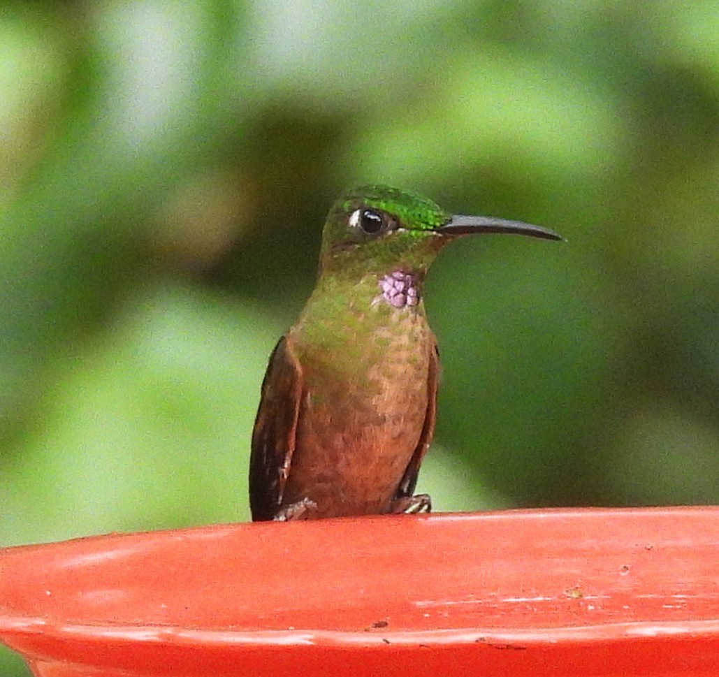 チャムネテリハチドリ - ML645164525