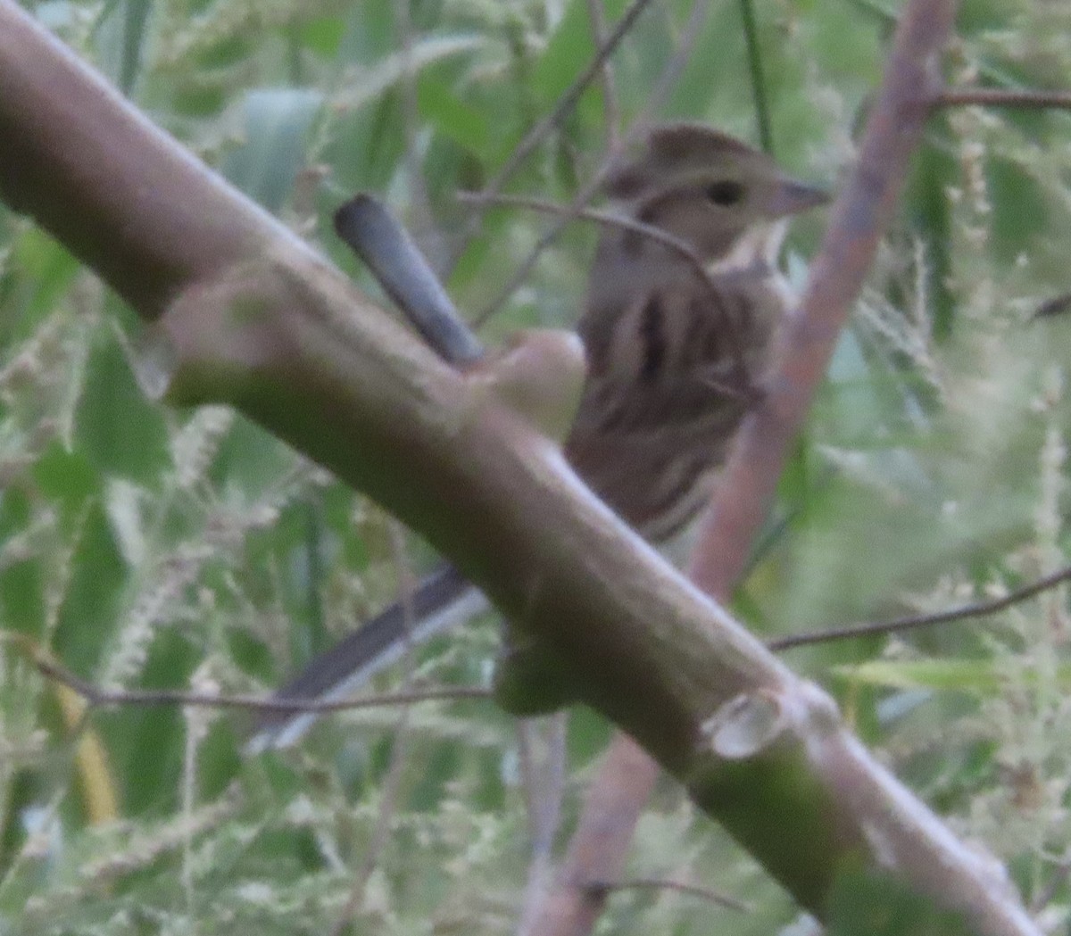 gråhodespurv - ML645164534