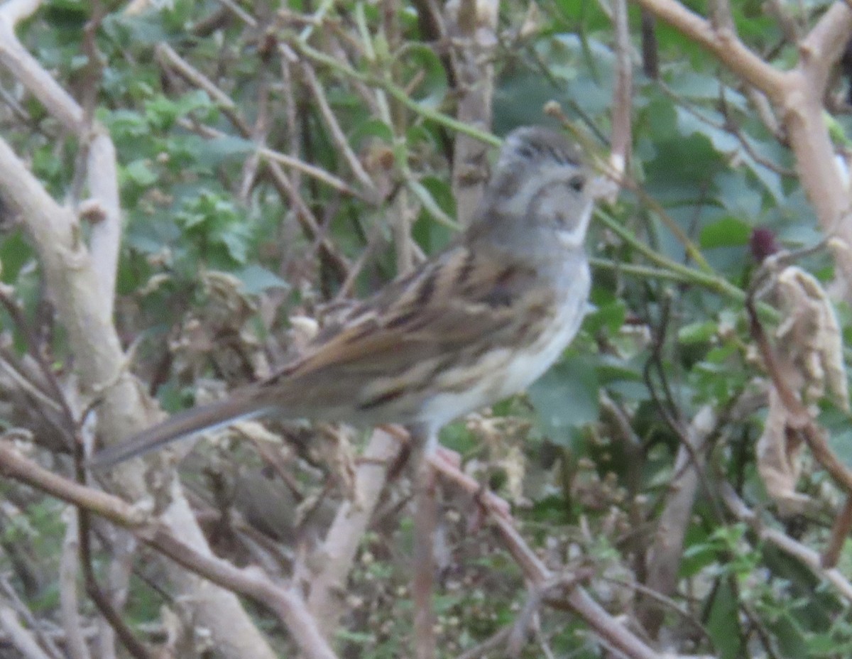 gråhodespurv - ML645164538