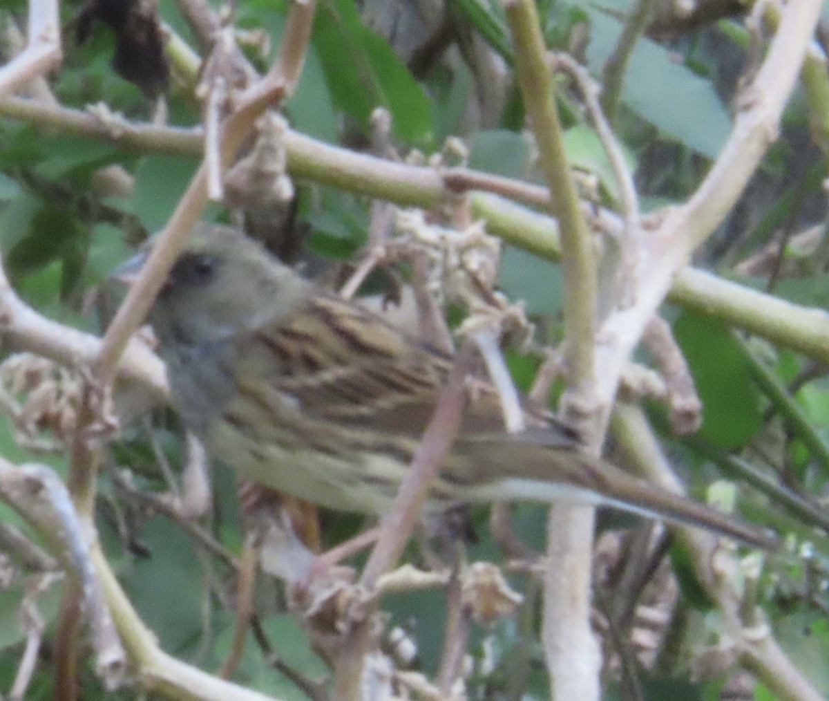 gråhodespurv - ML645164540