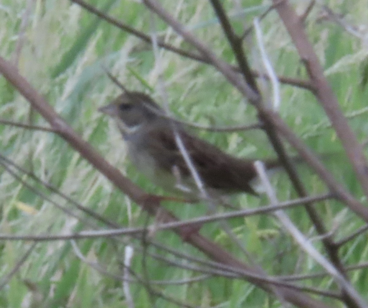 gråhodespurv - ML645164541