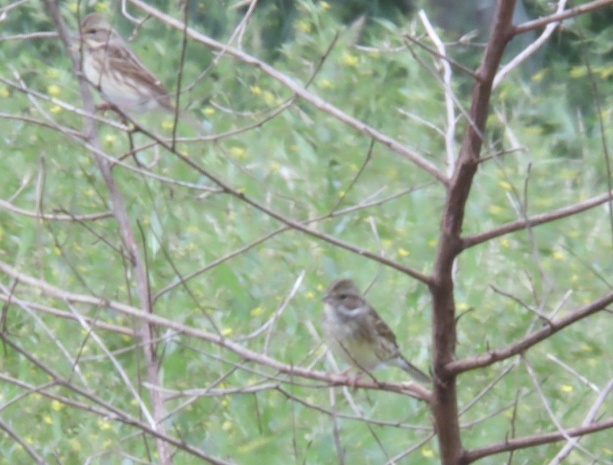 gråhodespurv - ML645164542