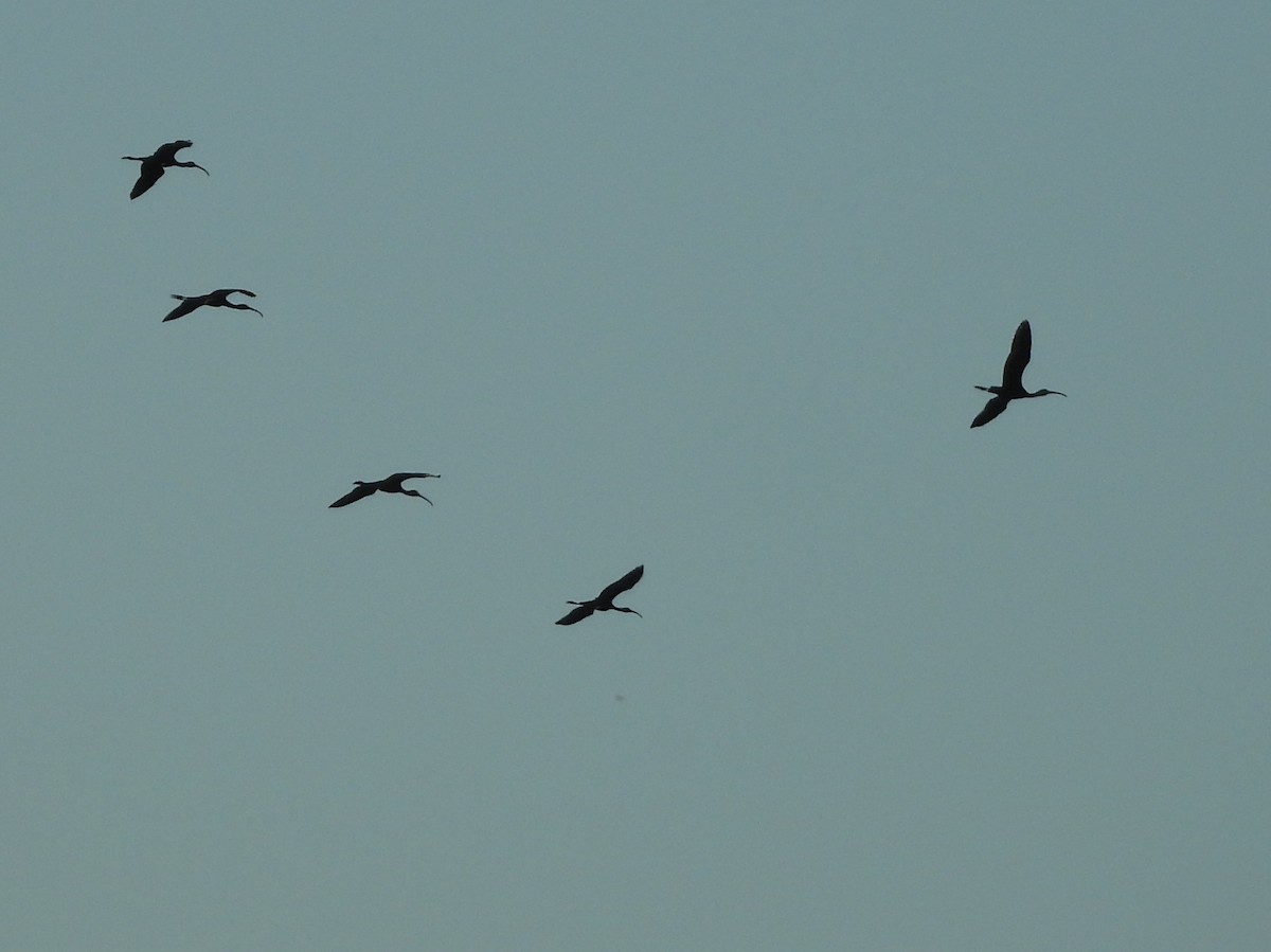 bronseibis - ML645164545