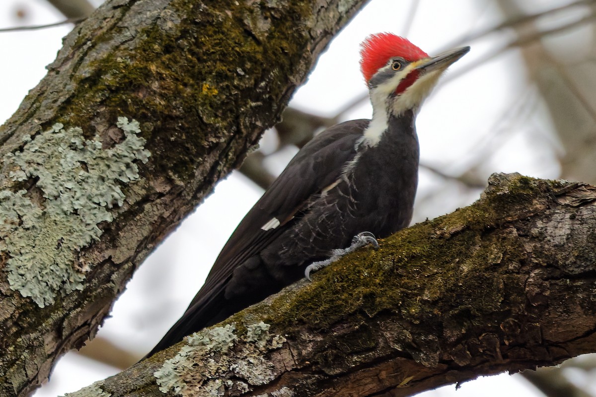 hvitbrynsvartspett - ML645164546