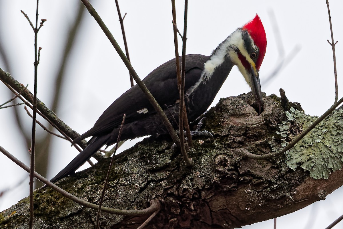 hvitbrynsvartspett - ML645164547