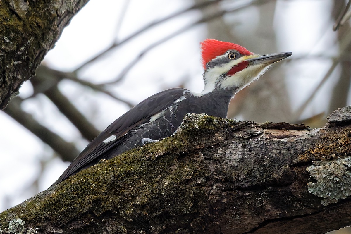 hvitbrynsvartspett - ML645164548