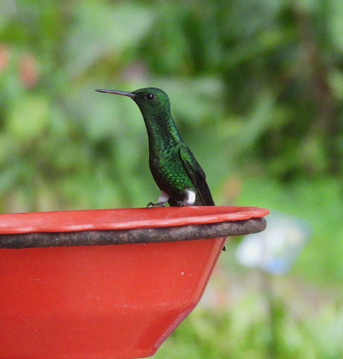 stålbukkolibri - ML645164549