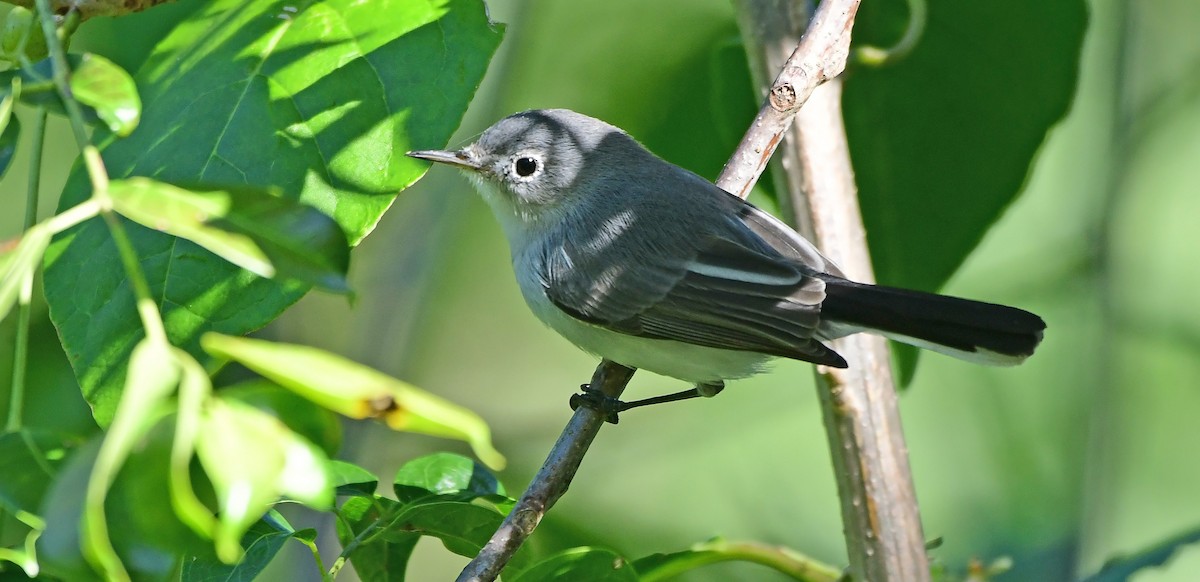 nordmyggsmett - ML645164551