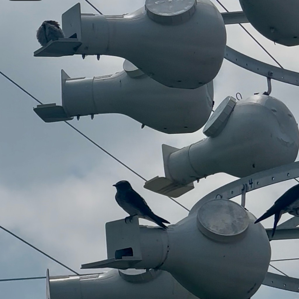 purpursvale - ML645164553