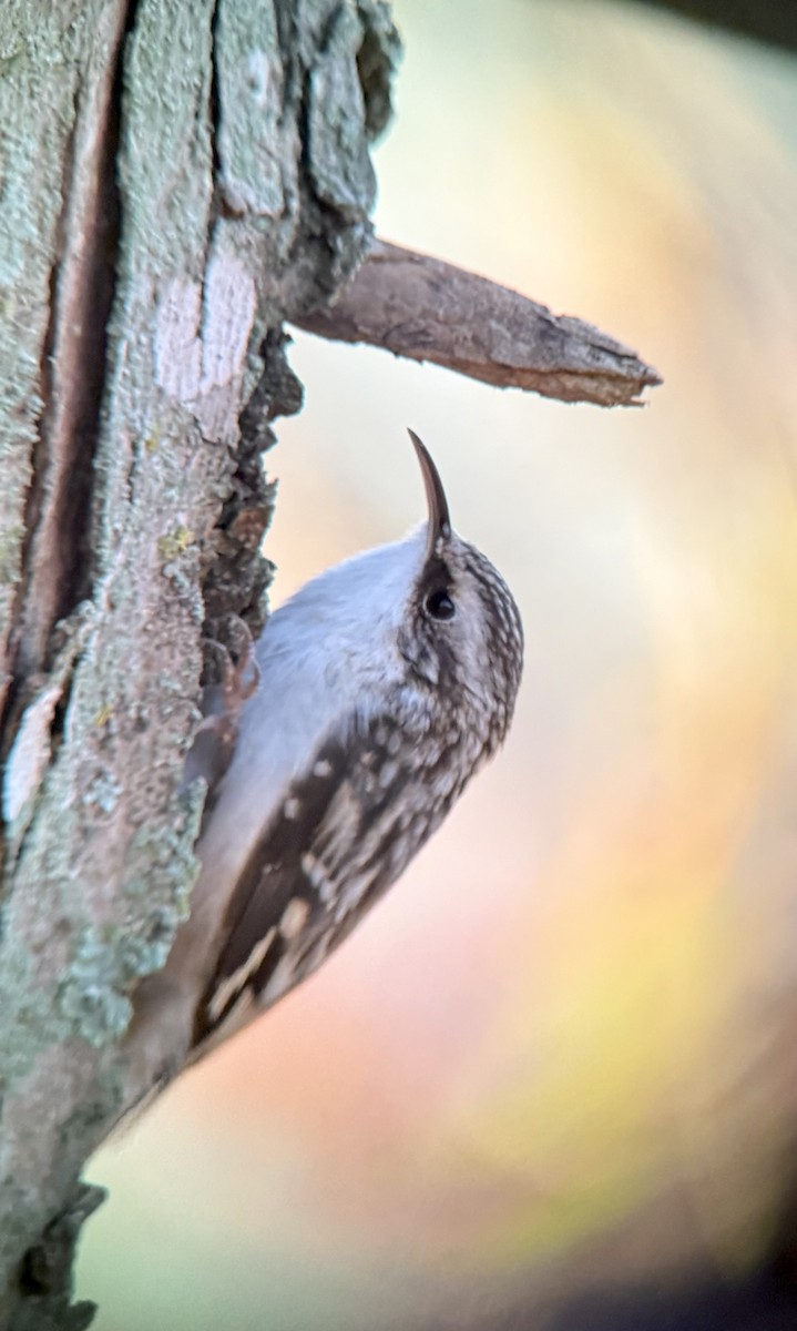 amerikatrekryper - ML645164554