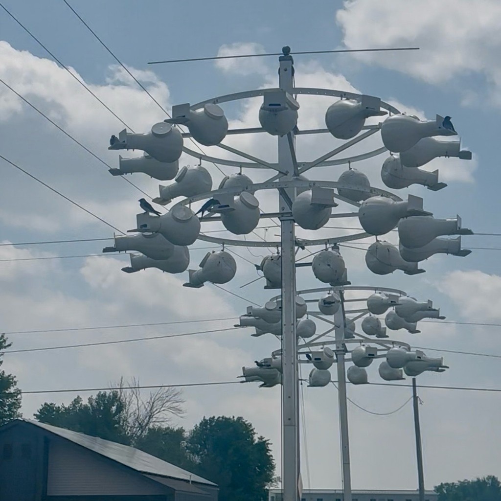 purpursvale - ML645164555