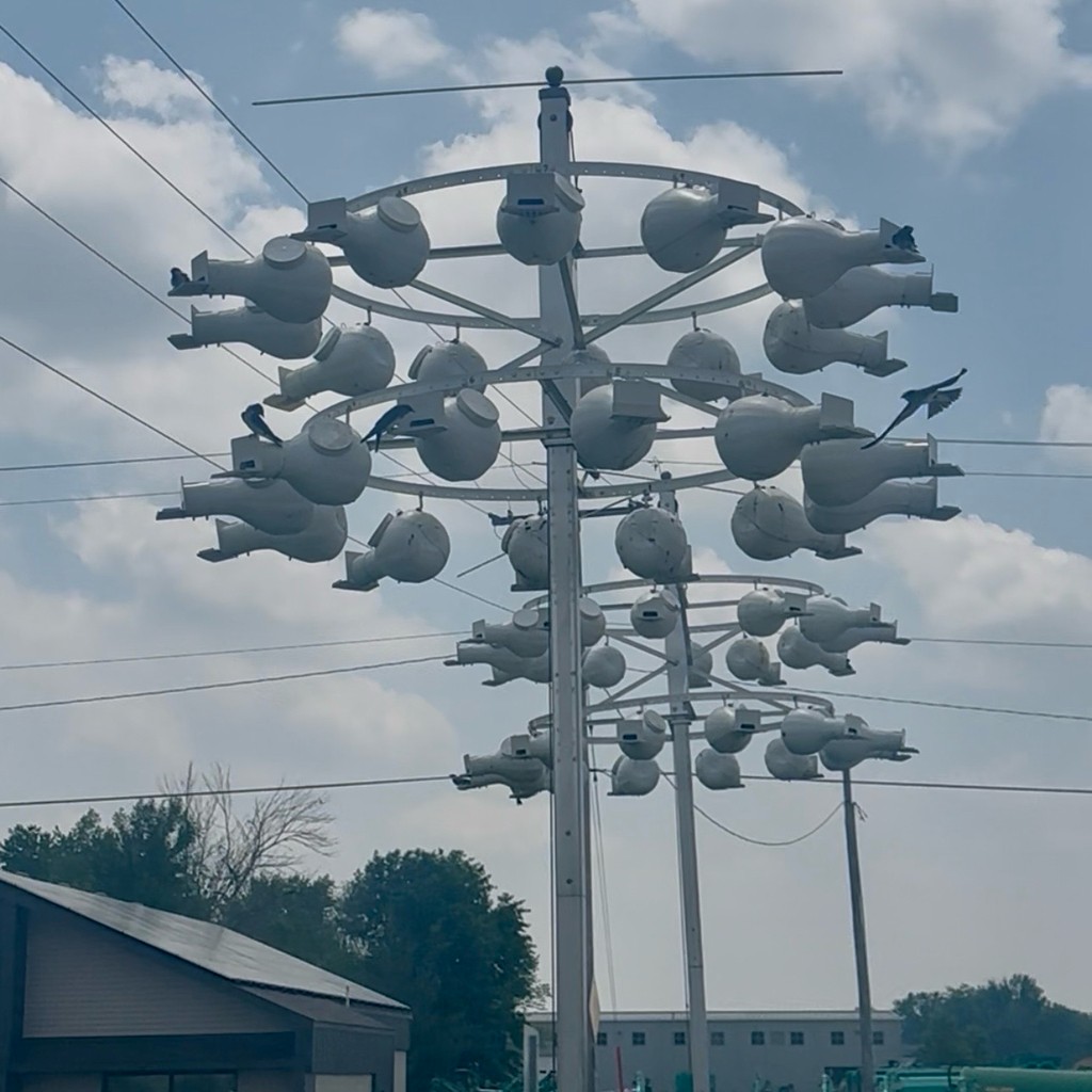 purpursvale - ML645164556