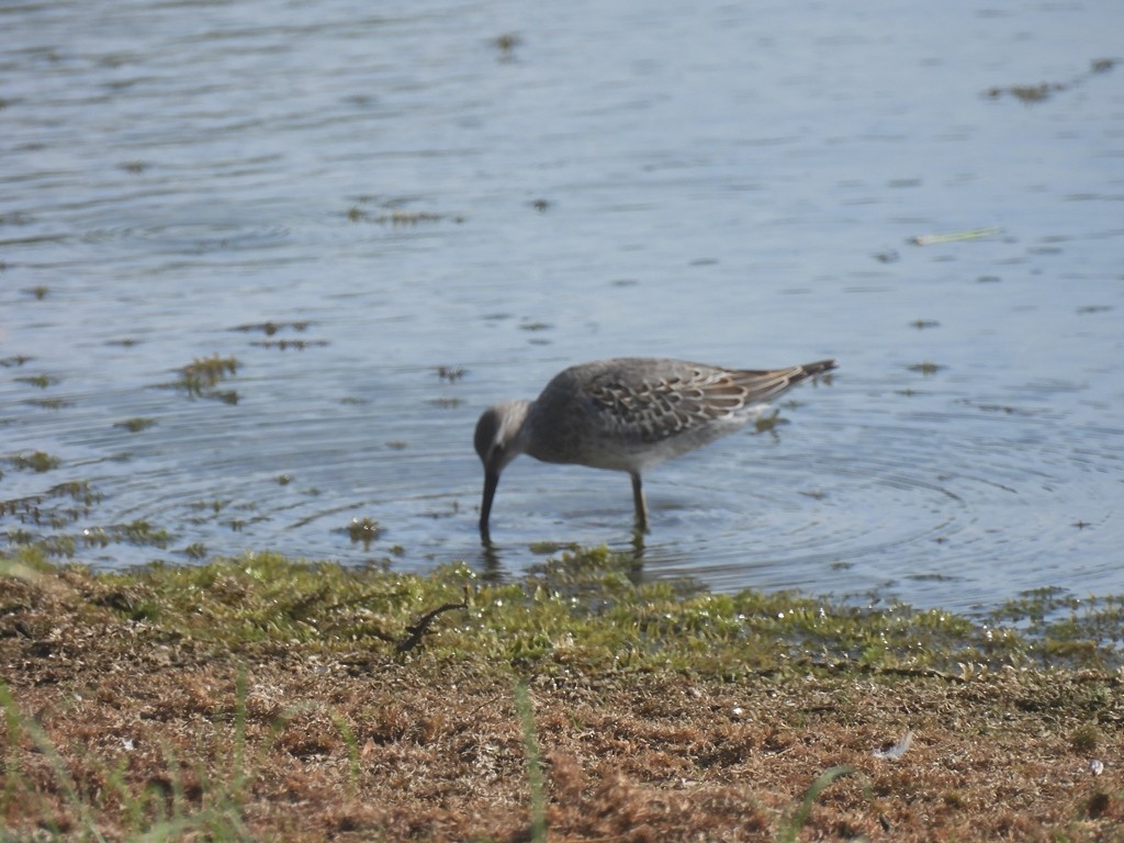 plystresnipe - ML645164558