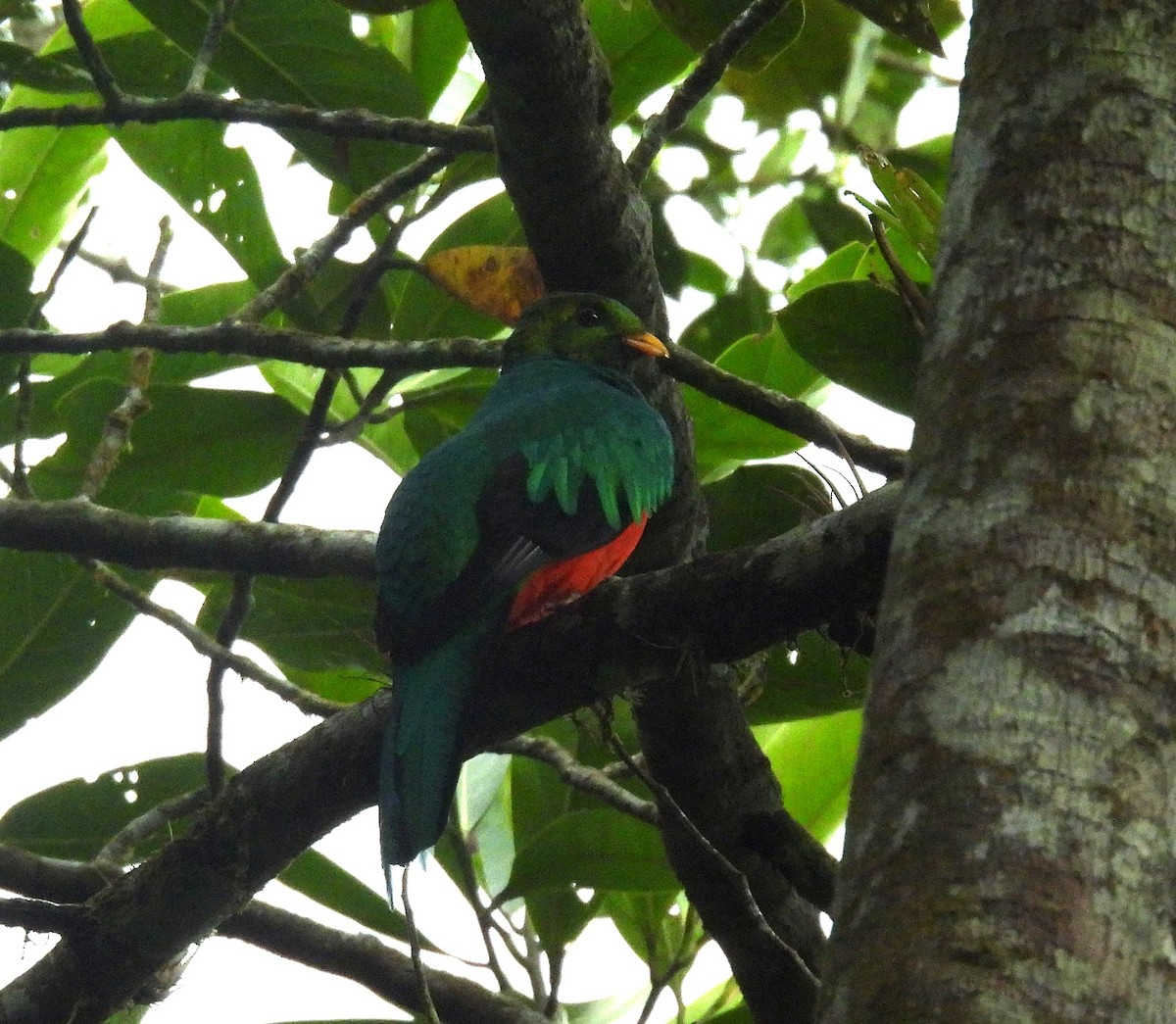 svartstjertketsal - ML645164559