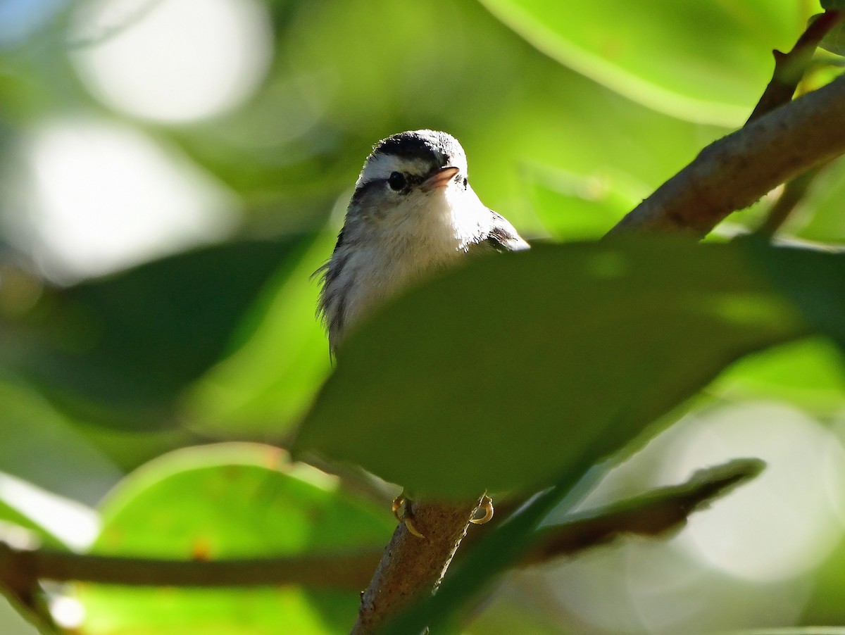 klatreparula - ML645164560