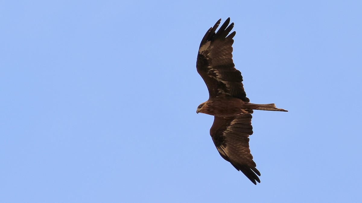 svartglente - ML645164561