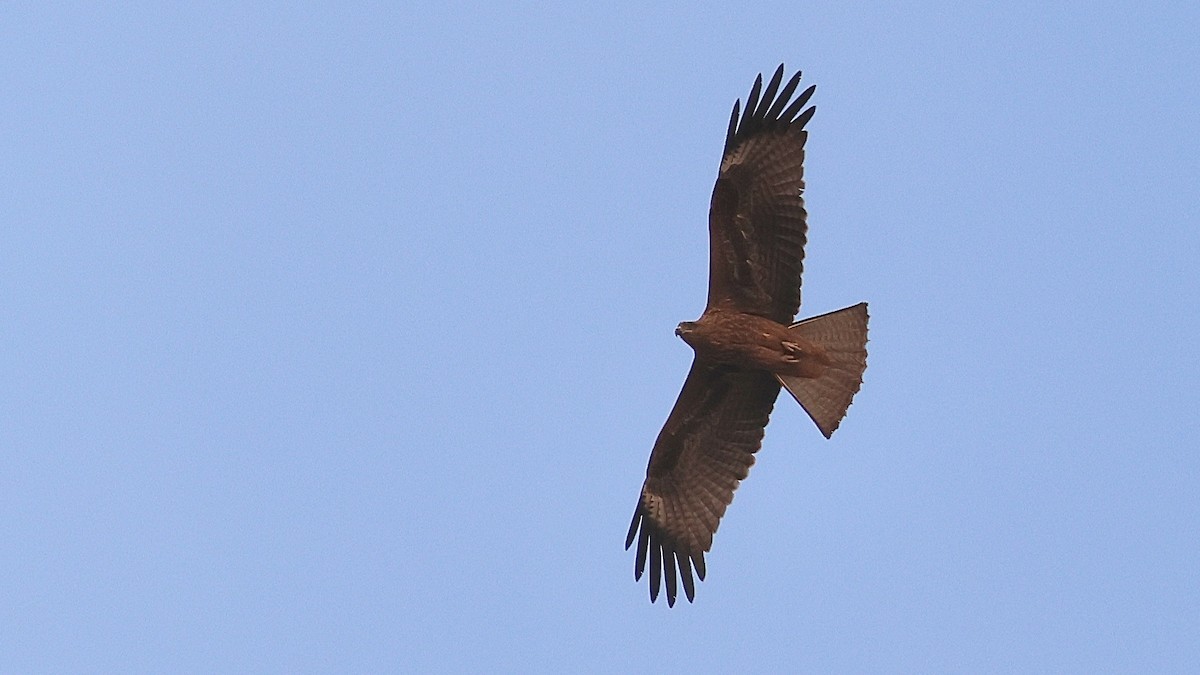 svartglente - ML645164562