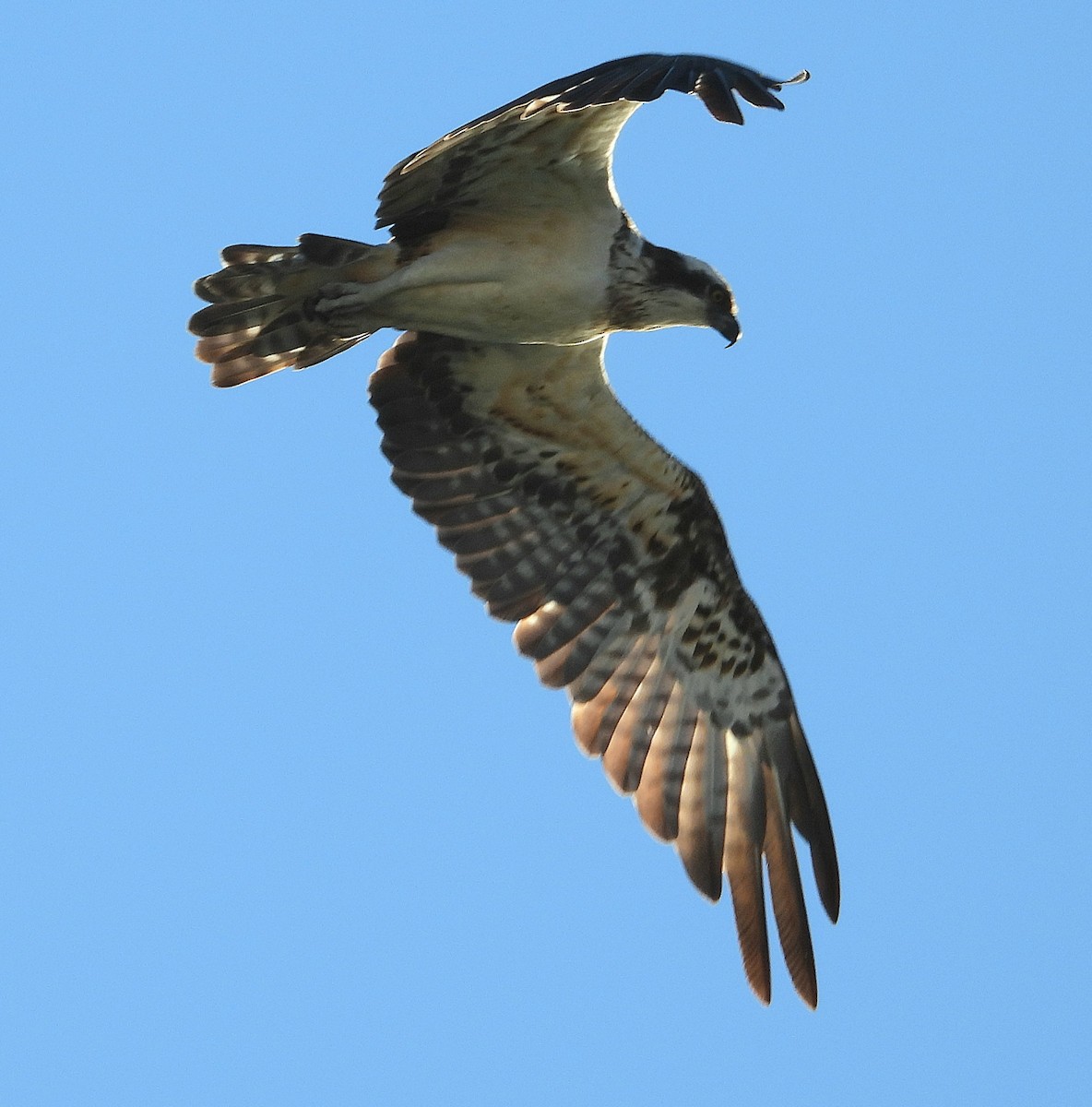 fiskeørn - ML645164565