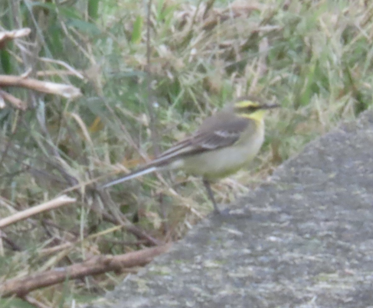 østgulerle - ML645164568