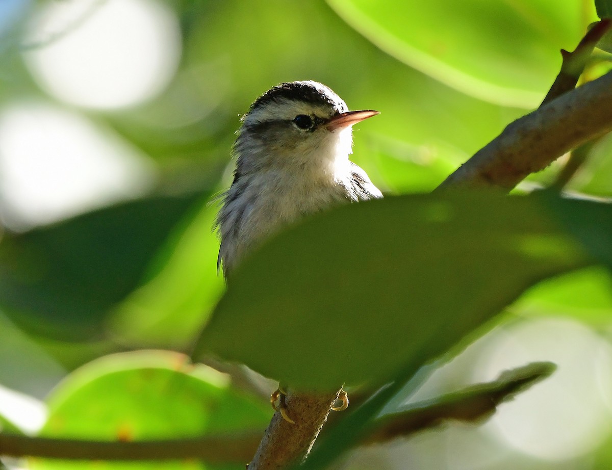 klatreparula - ML645164572