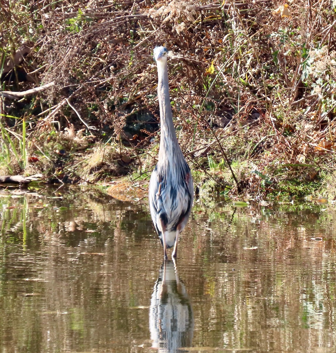 herodiashegre (herodias gr.) - ML645164573