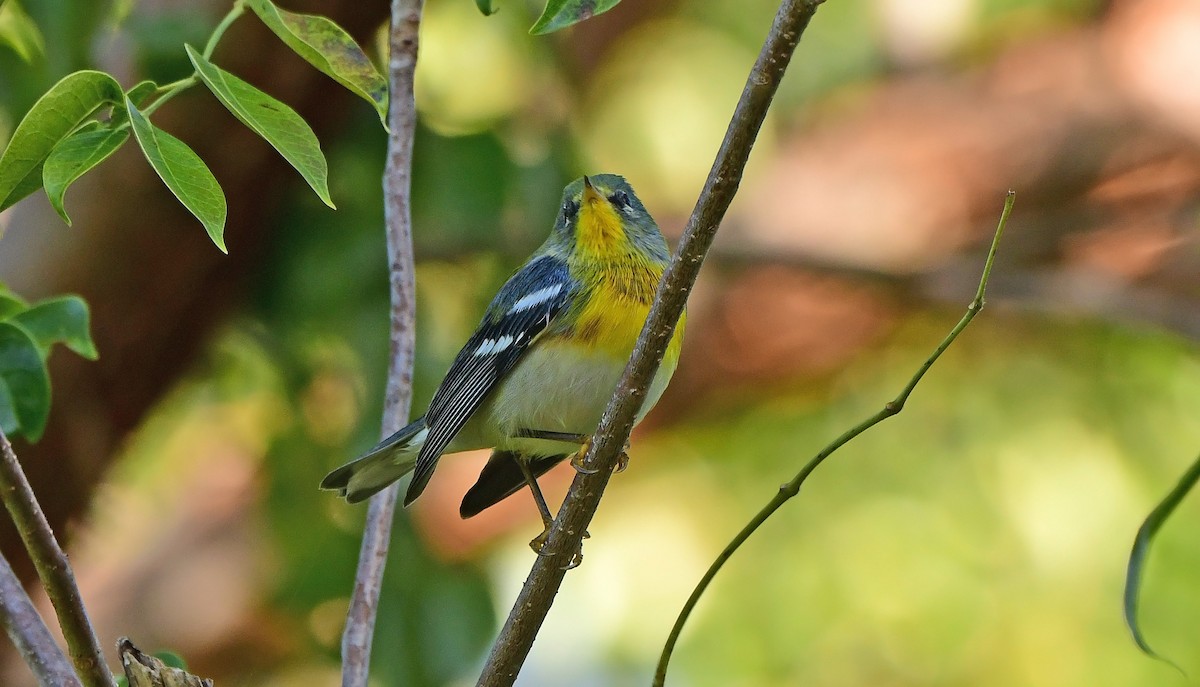 Northern Parula - ML645164588