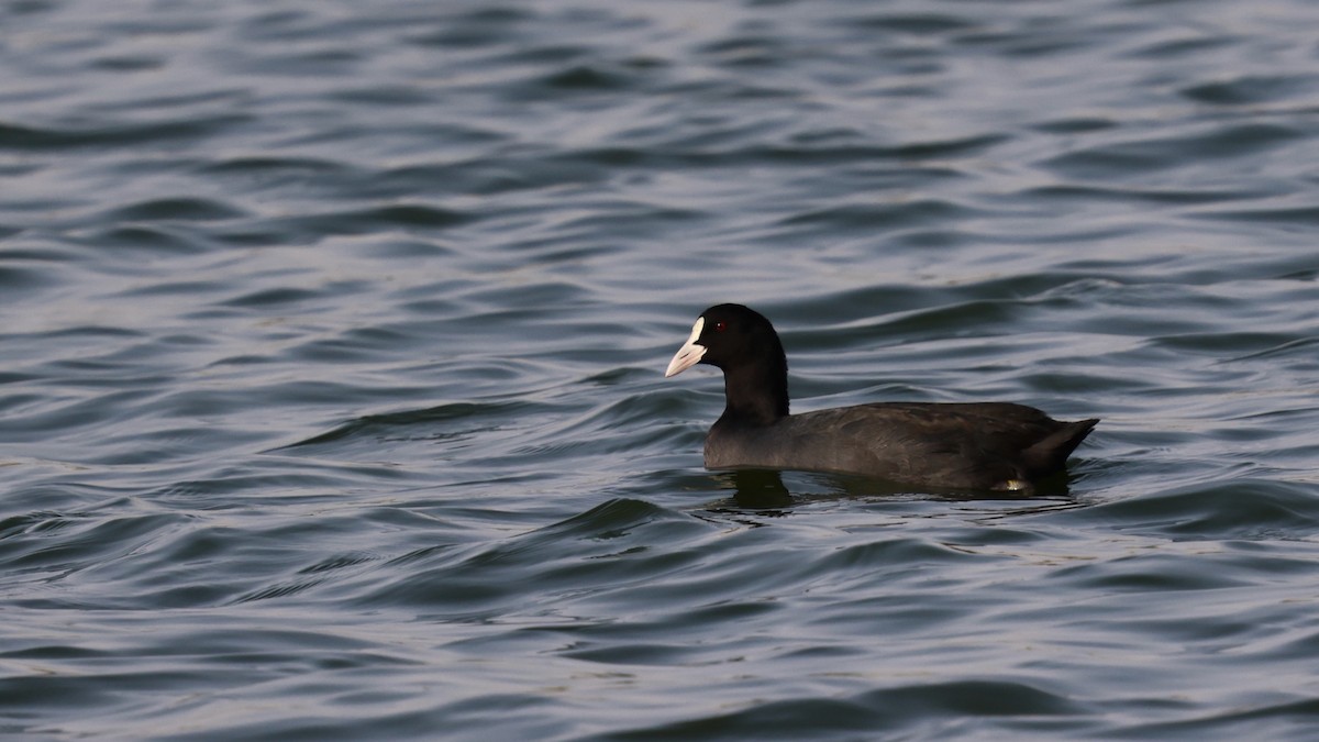 Eurasian Coot - ML645164595