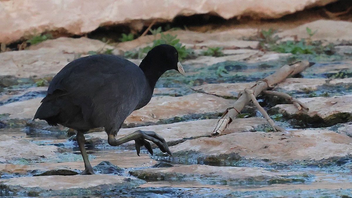 Eurasian Coot - ML645164596