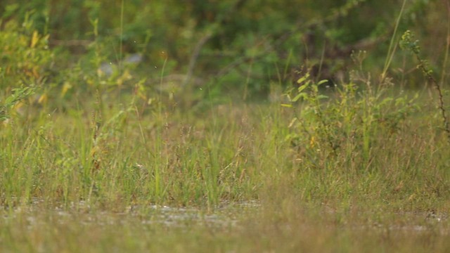 Wood Sandpiper - ML645164609
