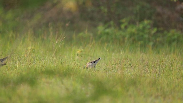 Wood Sandpiper - ML645164612