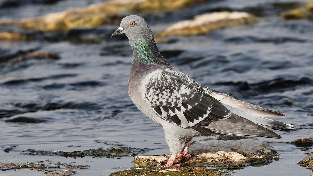 Rock Pigeon (Feral Pigeon) - ML645164613