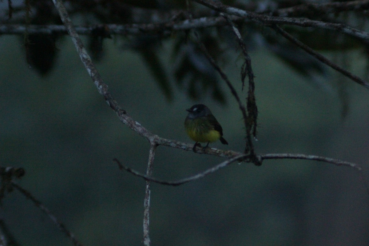 Ornate Flycatcher - ML645164617
