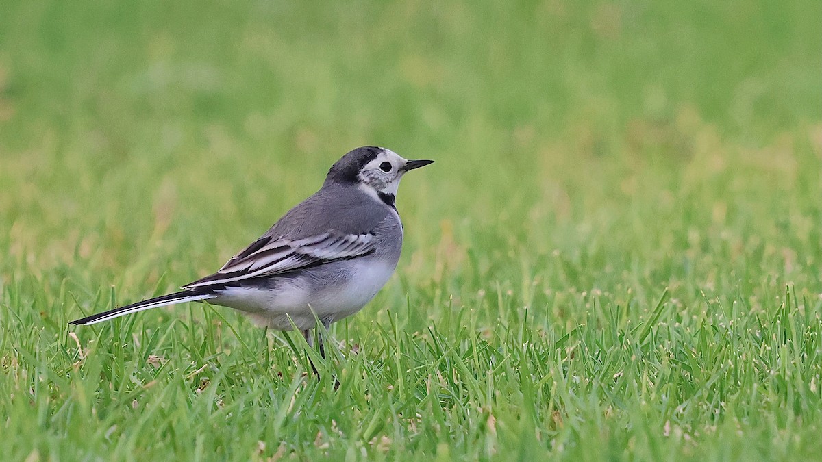 White Wagtail - ML645164623