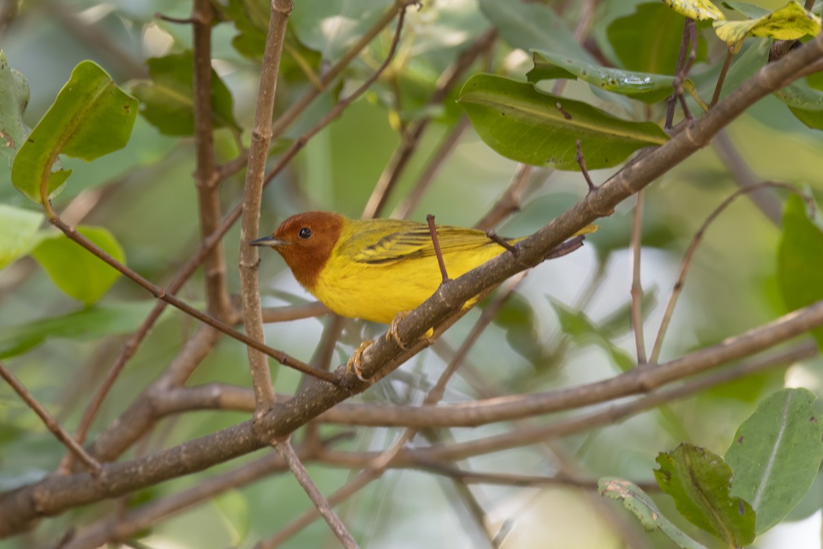 Mangrove Yellow Warbler (Mexican) - ML645164624