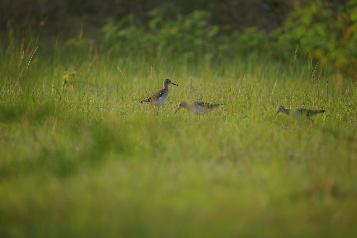 vodouš bahenní - ML645164625