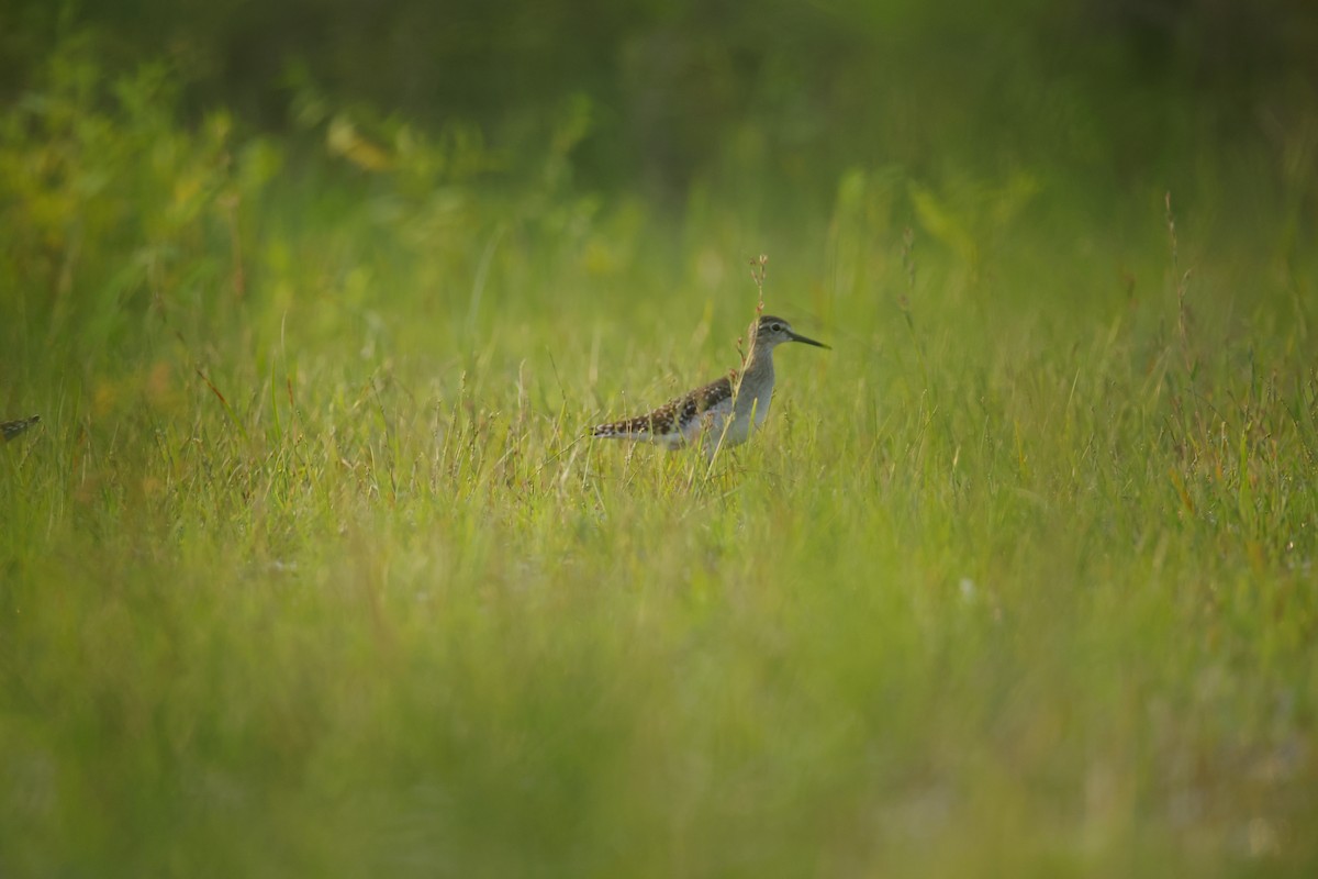 vodouš bahenní - ML645164626