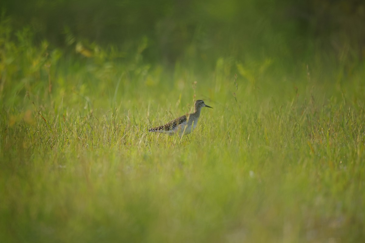 vodouš bahenní - ML645164627