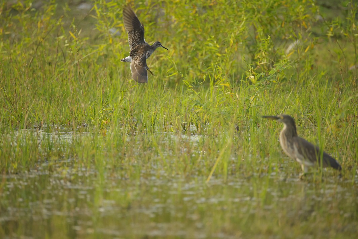 vodouš bahenní - ML645164628