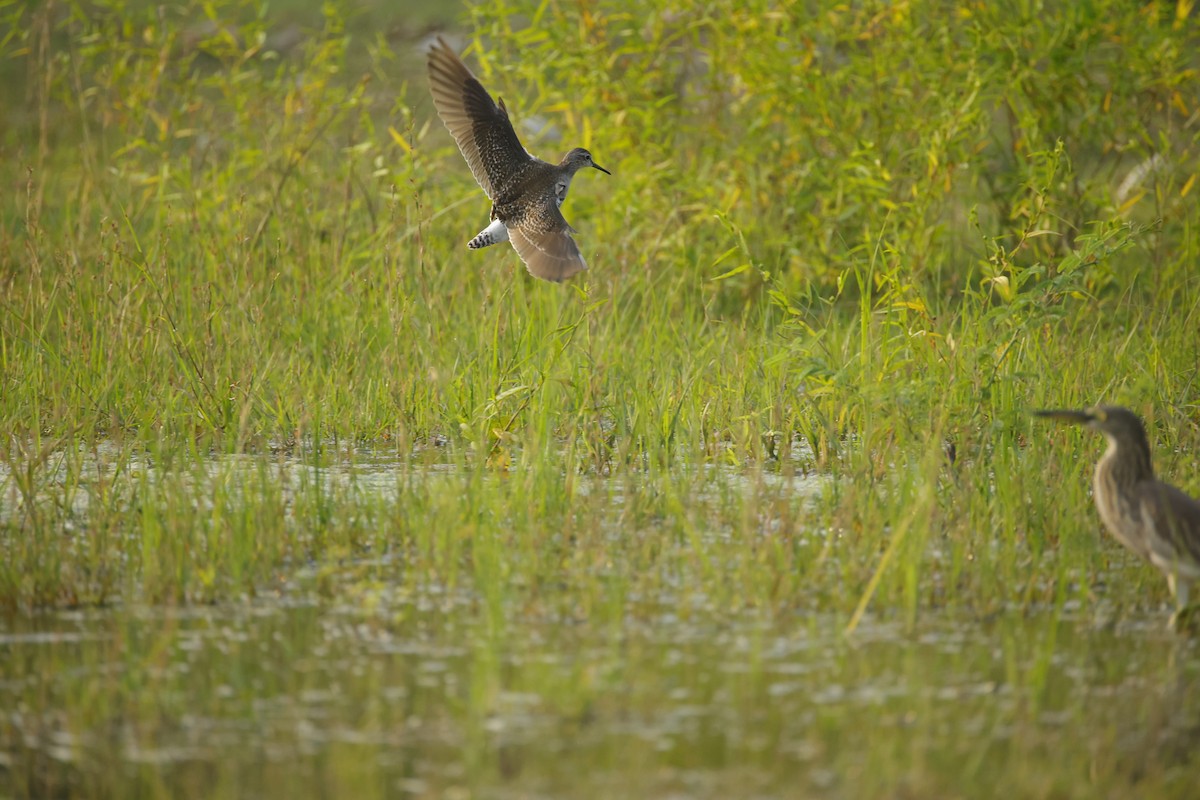 vodouš bahenní - ML645164629