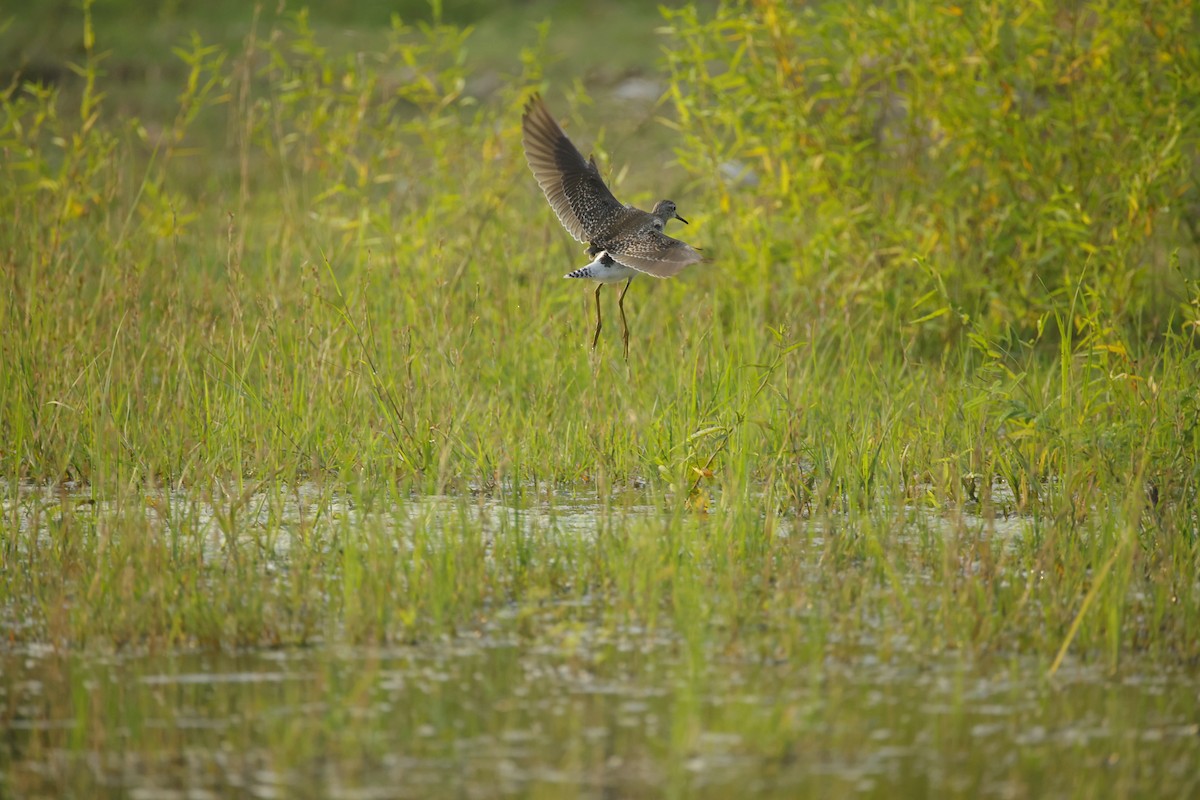 vodouš bahenní - ML645164630