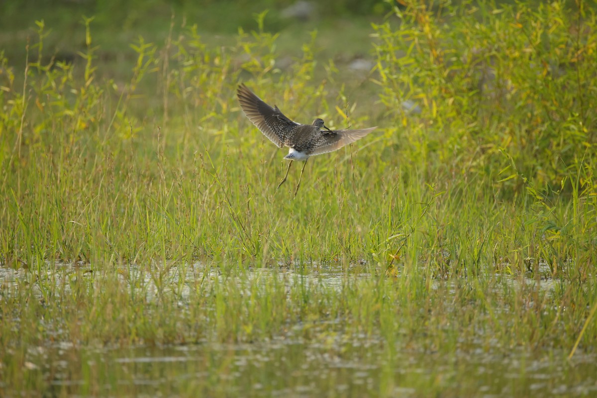 vodouš bahenní - ML645164631