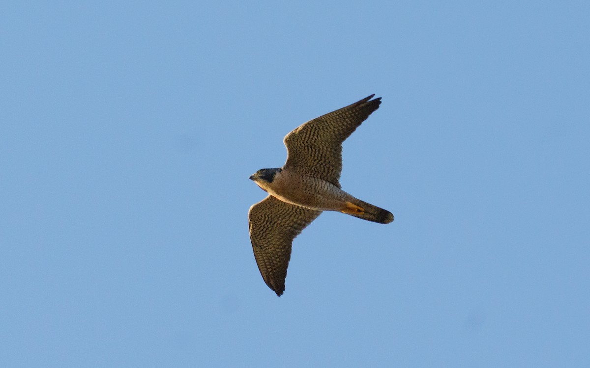 Peregrine Falcon - ML645164638