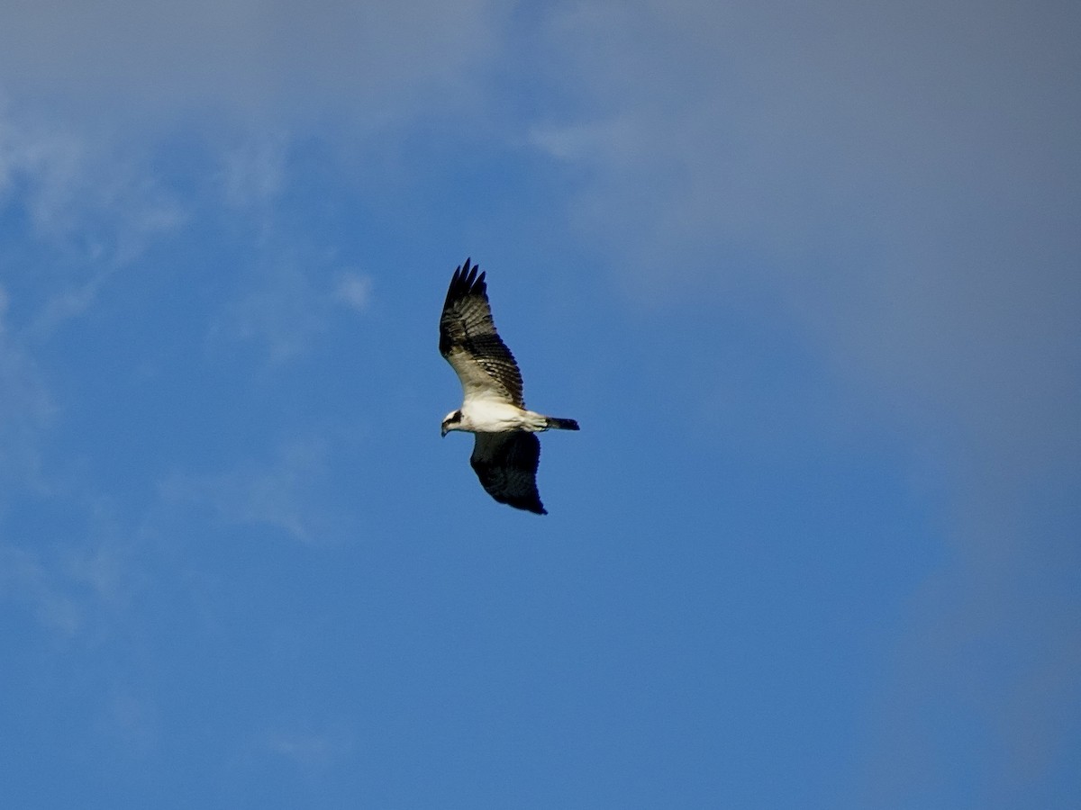 Osprey - ML645164645