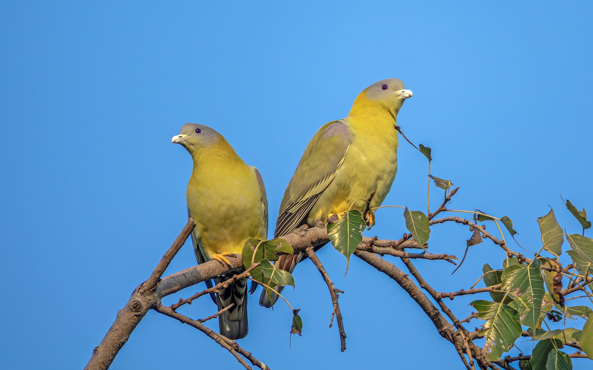 Yellow-footed Green-Pigeon - ML645164660